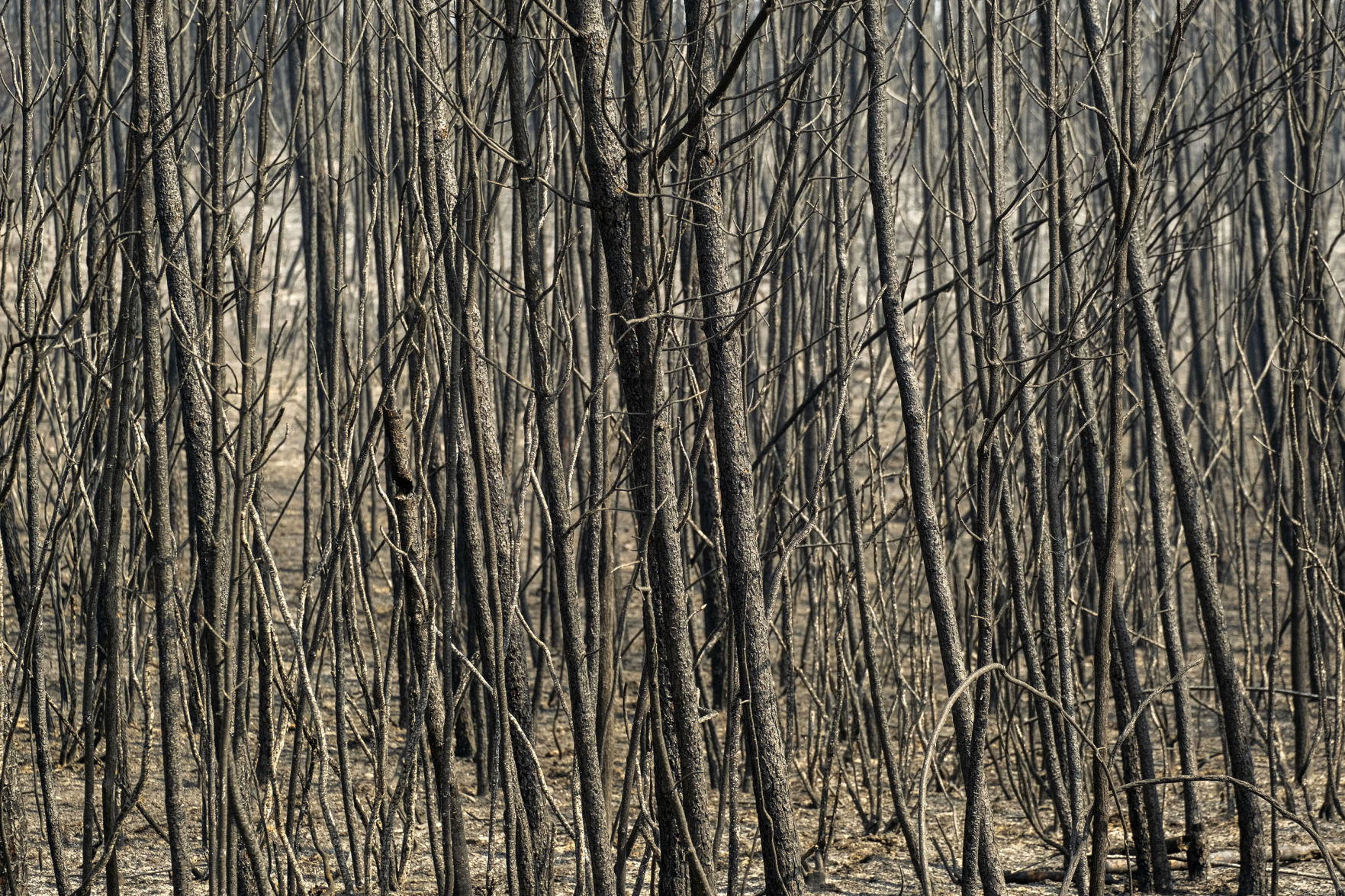 Portugal Wildfires